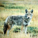 Coyote Season:
   No closed season!!