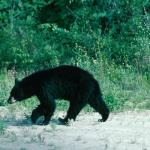 Bear Season:
  Oct. 14 - Nov. 23
  Dec. 16 - Jan. 1