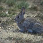 Rabbit Season:
  Oct 14 - Feb. 29
  