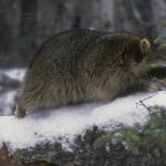 Raccoon Season:
  Oct. 14(sunrise) - Feb. 29
