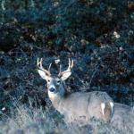 Deer Seasons:
  Archery: Sept. 7 - Sept. 29
                 Oct. 13 - Nov. 24
                 Dec 15- Jan 1(antler only)
  Muzzleloader: Sept 30. - Oct. 12
  Gun:  Nov. 25 - Dec. 14