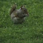 Squirrel Season:
  Red & Gray:Oct.  14-Feb.  29
  Fox squirrel: Oct 14 - Jan 31
   

  