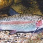 Rainbow Trout