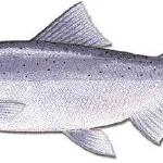Kokanee Salmon
No size limits, limit of 7 fish per person per day
