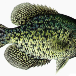 Crappie
8-inch minimum size limit, limit of 20 per person per day