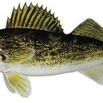 Walleye
No size limits, limit of 8 per person per day
