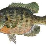 Bluegill